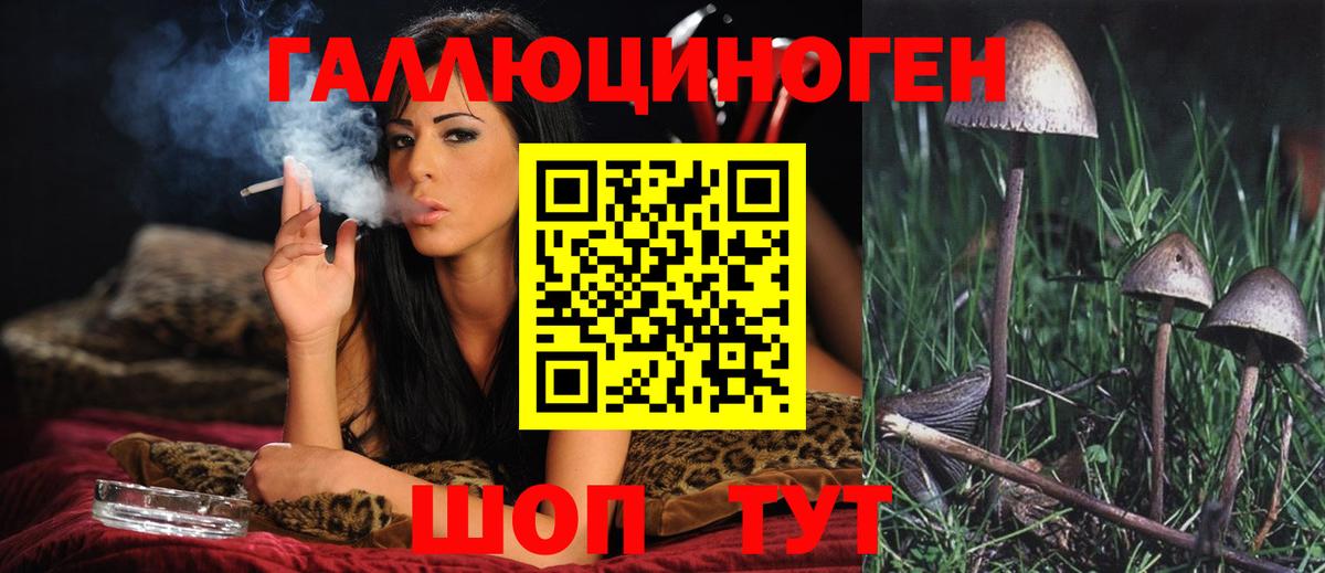 Будённовск  Галлюциногенные грибы Psilocybine cubensis  Вход с VPN 